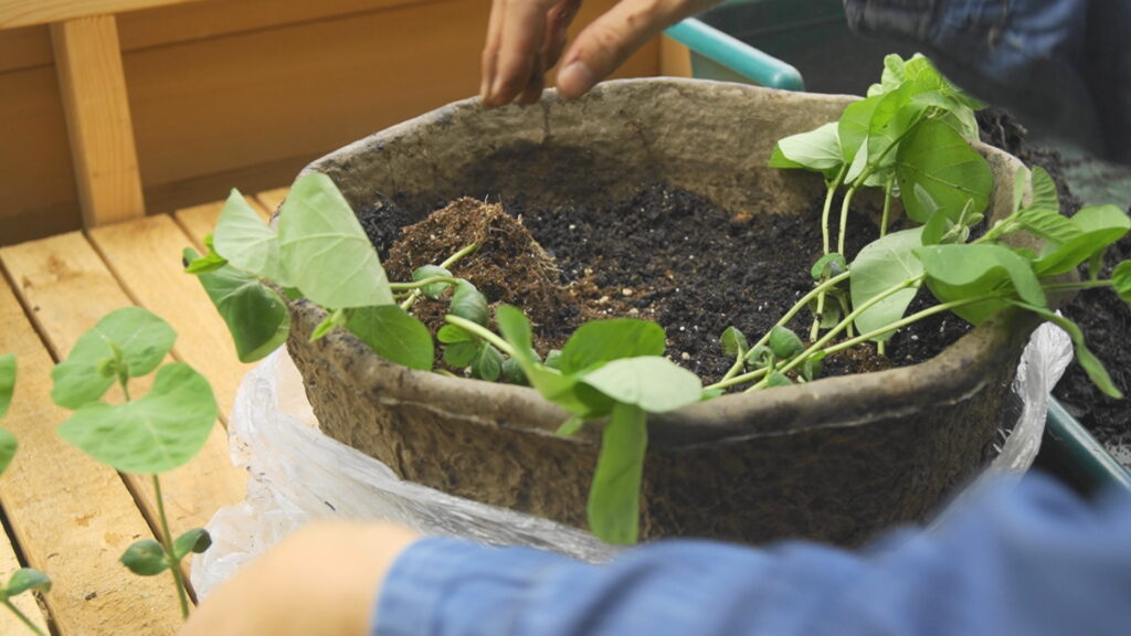 枝豆を寝かせて植えて、茎を埋めます