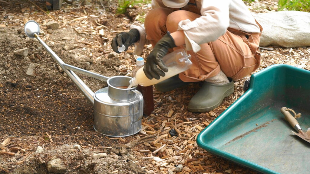 土ごと発酵をするために、えひめAI(酵母菌・乳酸菌・納豆菌)と光合成細菌を希釈した水で湿らせる