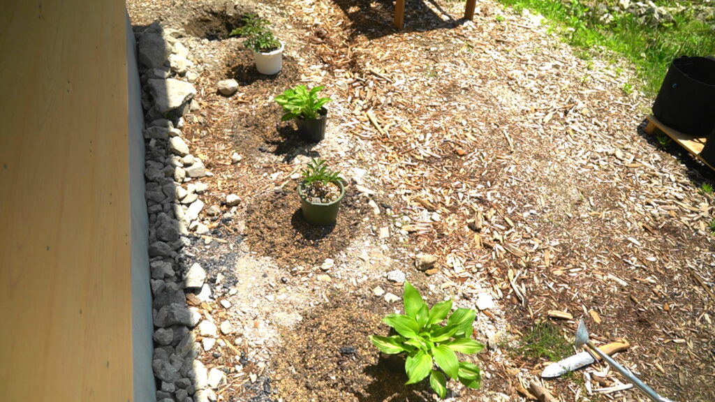 植える植物はシャクヤクとホスタ