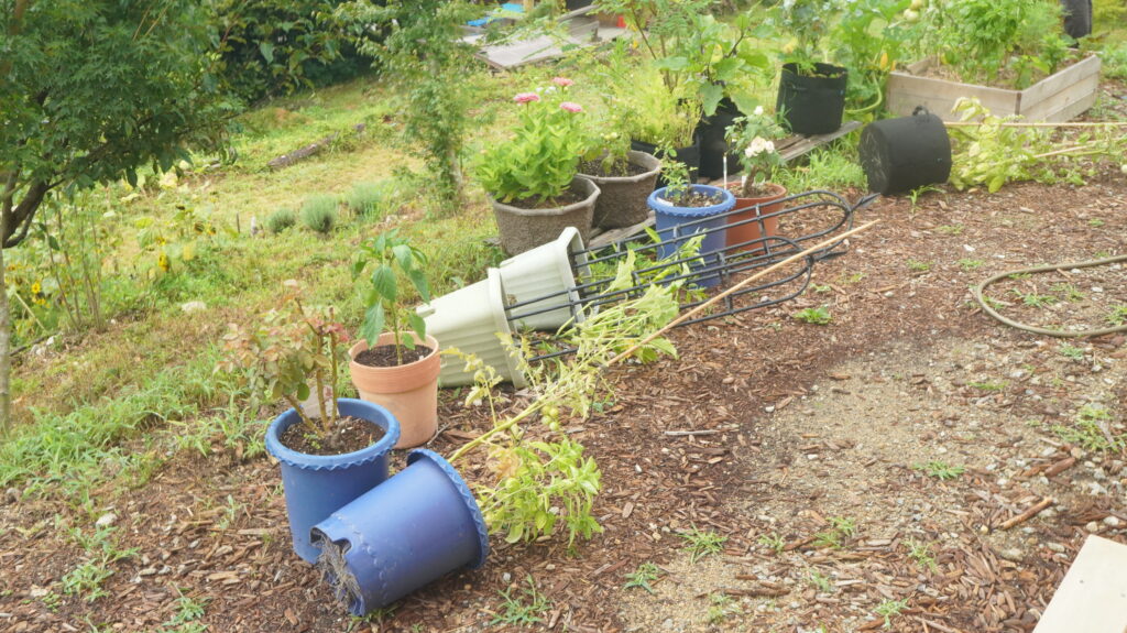 台風対策に植木鉢を倒す