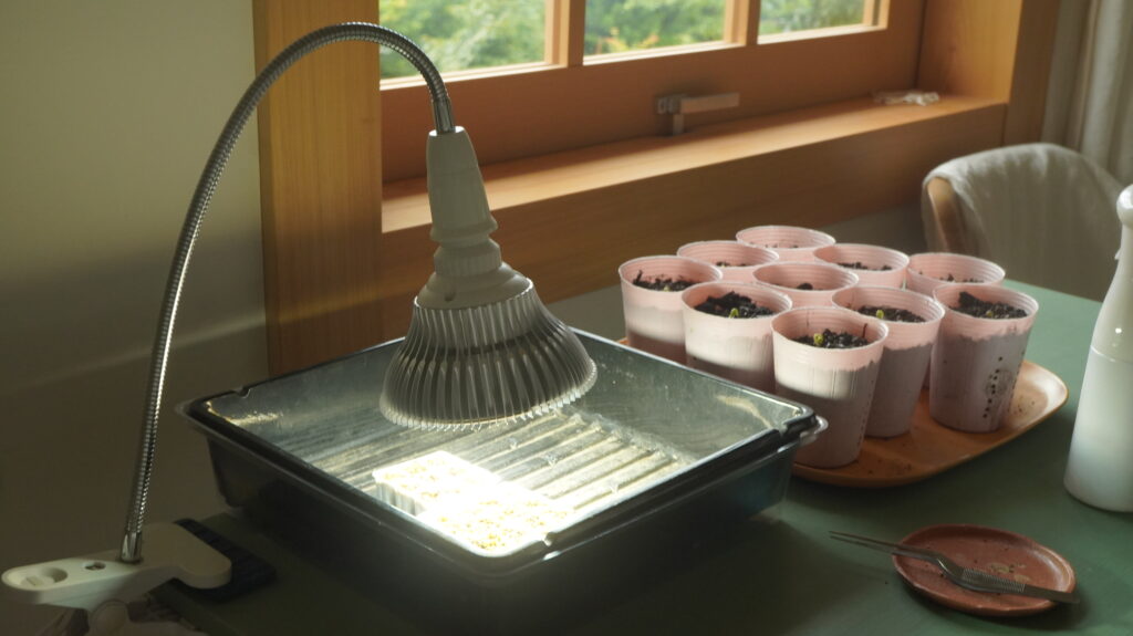植物育成LEDライトで育苗